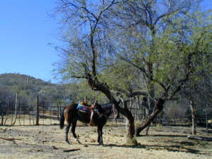 Coco Puff an der alten Ranch Roberts Camp