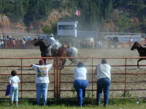 Steer Wrestling