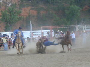 Steer Wrestling