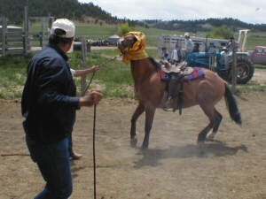 Branding a horse