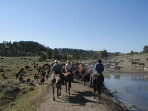 Cattle Drive in New Haven