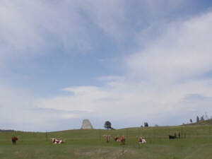 Longhorns am Devils Tower