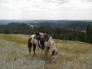 Foxy hinter den Buttes