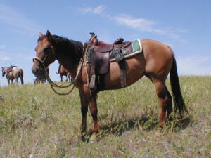 Buckskin-Stute Potato