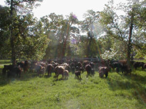 Round up