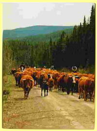 Cattle Drive
