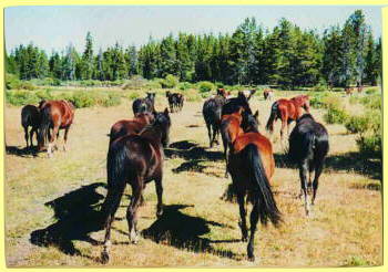 Horse Drive