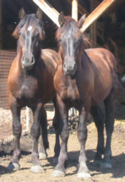 Percheron Jährlinge
